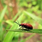                     Der Lilienkäfer 