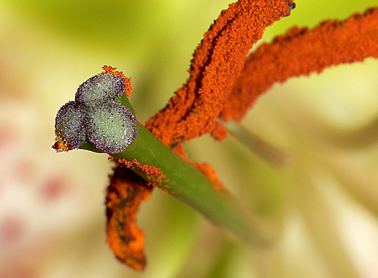 "Der Lilienstempel"