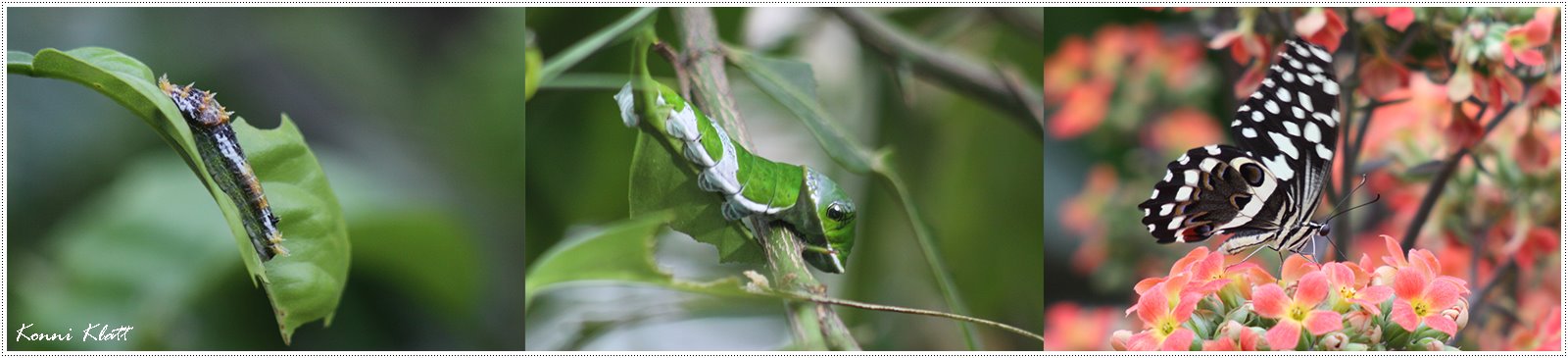 Der Limettenfalter - Papilio Demoleus