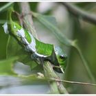 Der Limettenfalter - Papilio Demoleus