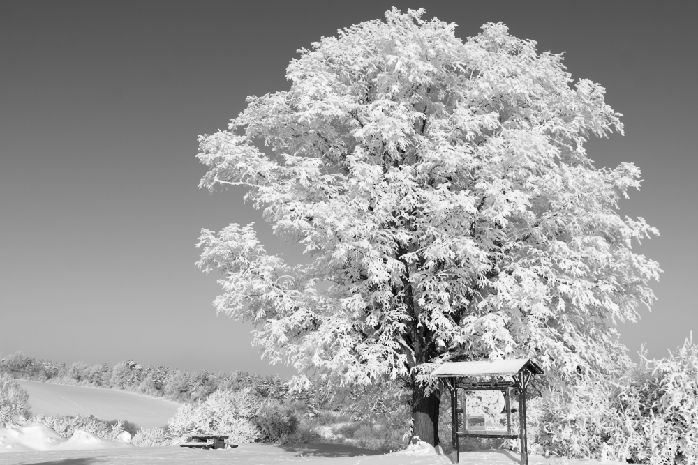 Der Lindenbaum