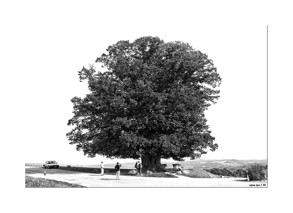 Der Lindenbaum auf dem Bözberg / Schweiz