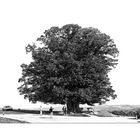 Der Lindenbaum auf dem Bözberg / Schweiz