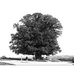 Der Lindenbaum auf dem Bözberg / Schweiz