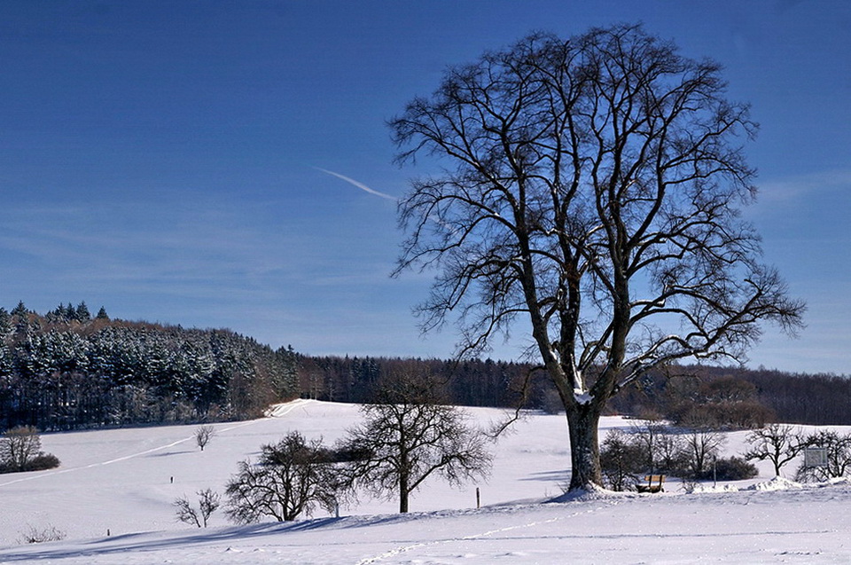 Der Lindenbaum