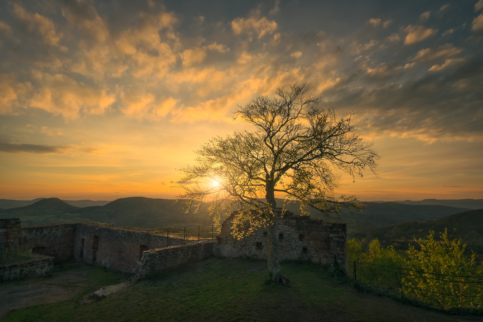 Der Lindenbaum