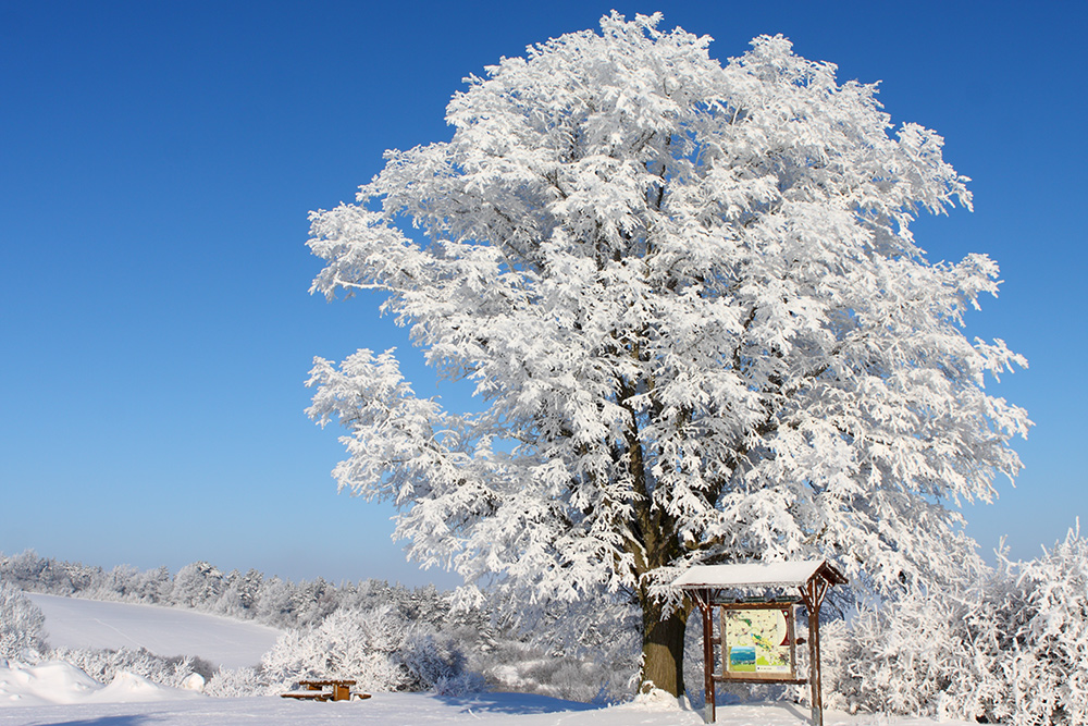 DER Lindenbaum