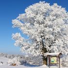 DER Lindenbaum