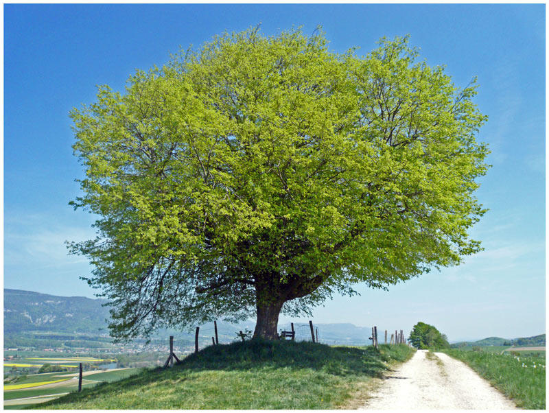 Der Lindenbaum im Frühling