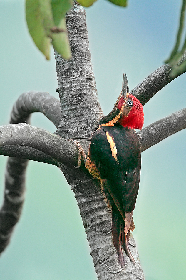 Der Linienspecht aus Costa Rica