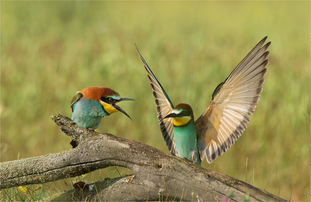 Der linke Vogel muss das Weibchen sein :-)