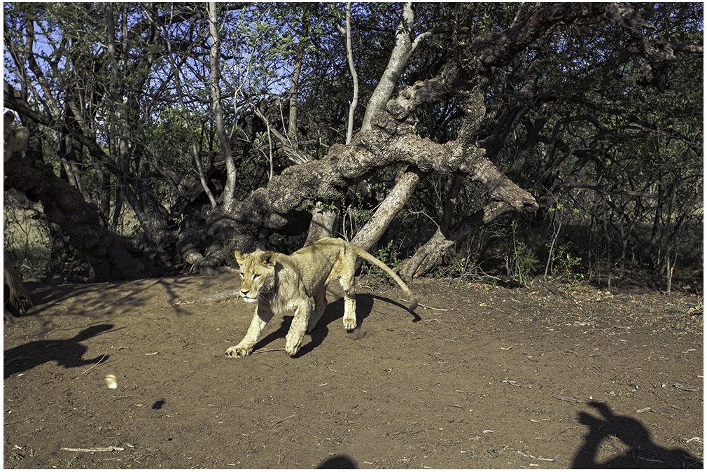 Der Lion Walk...