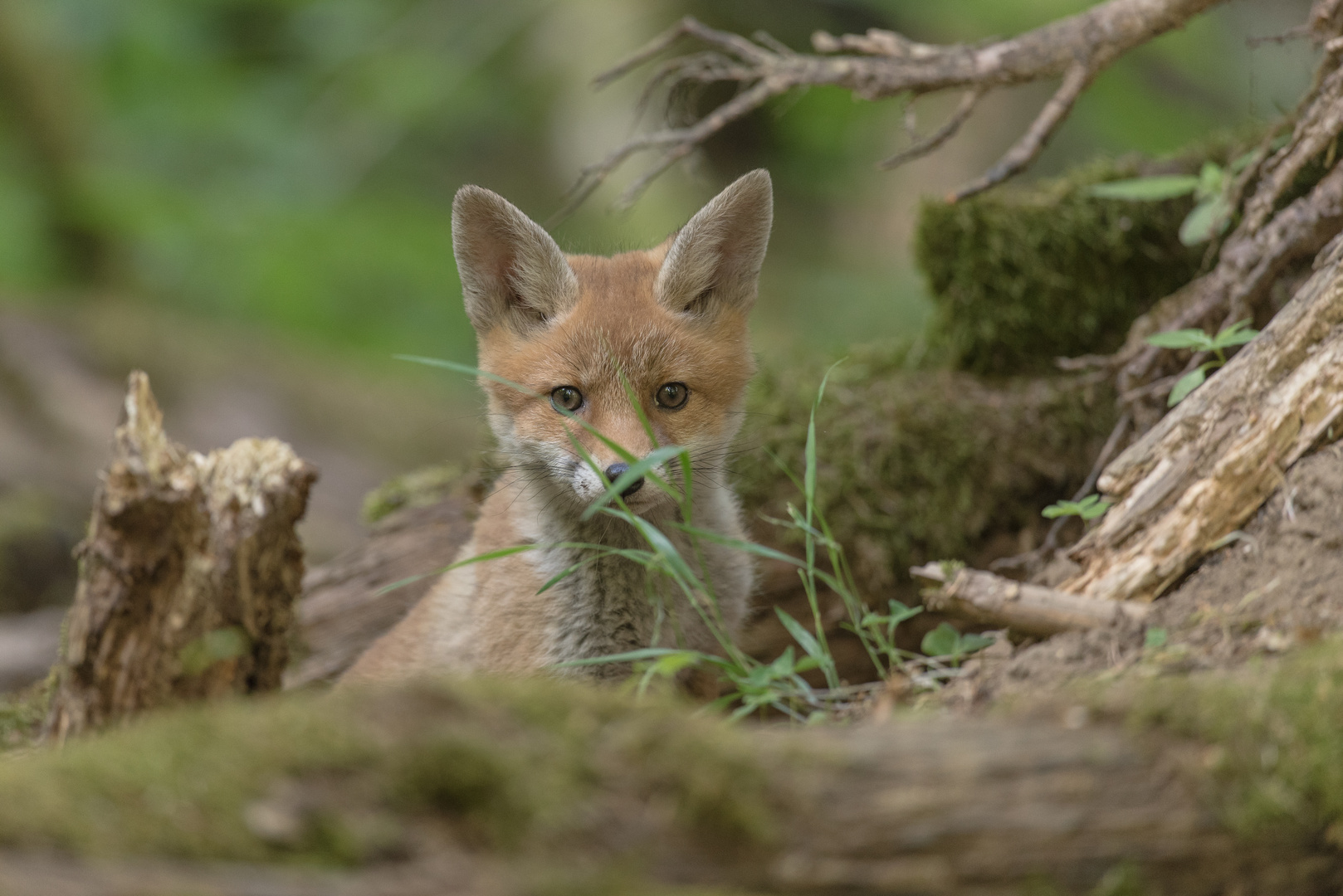 Der listige Jungfuchs