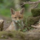 Der listige Jungfuchs