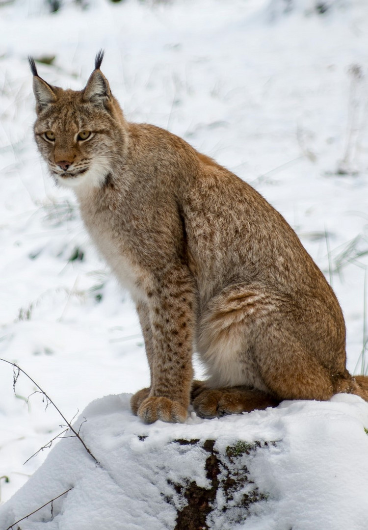 Der listige Luchs