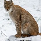 Der listige Luchs