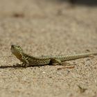 Der Lizard im Garten