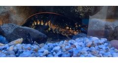 Der Lobster im Aquarium