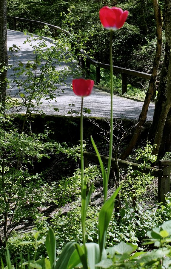 Der Lockruf der Mittelerde mit Blumen