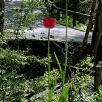 Der Lockruf der Mittelerde mit Blumen