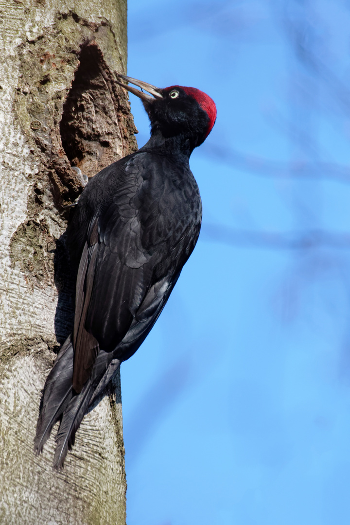 Der Lockruf.. Schwarzspechtmännchen(Dryocopus martius)