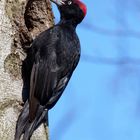 Der Lockruf.. Schwarzspechtmännchen(Dryocopus martius)