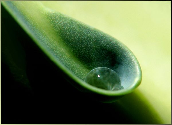 Der Löffel der Natur