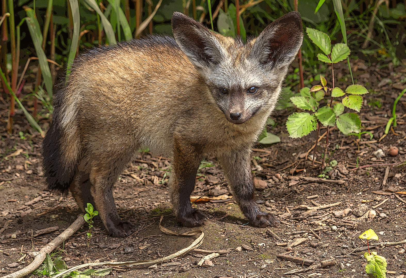 Der Löffelhund oder Löffelfuchs