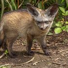 Der Löffelhund oder Löffelfuchs