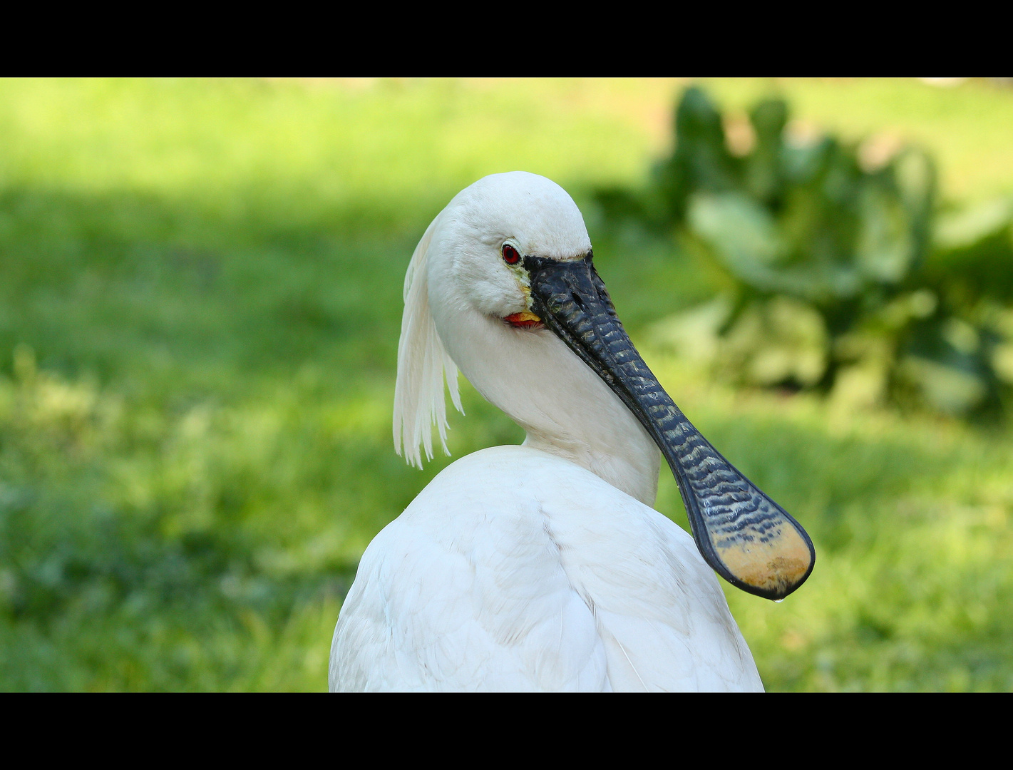 Der Löffler