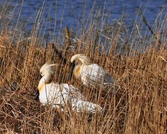 Der Löffler (Platalea leucorodia)