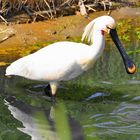 Der Löffler (Platalea leucorodia)