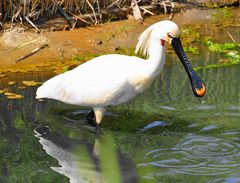 Der Löffler (Platalea leucorodia)