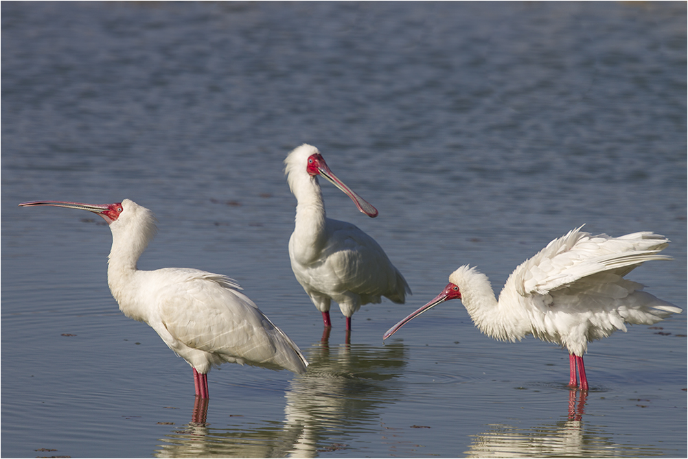 Der Löffler (Platalea leucorodia), auch Löffelreiher genannt.