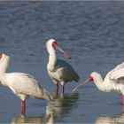 Der Löffler (Platalea leucorodia), auch Löffelreiher genannt.