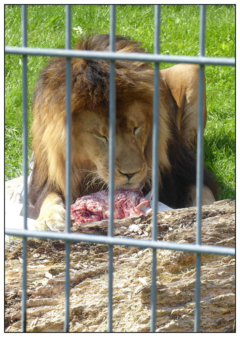 Der Löwe beim Lunch