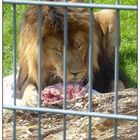 Der Löwe beim Lunch