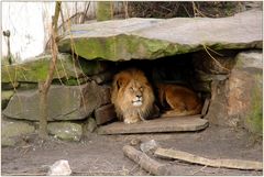 Der Löwe im Allwetterzoo Münster fixiert gerade meine Begleitung.