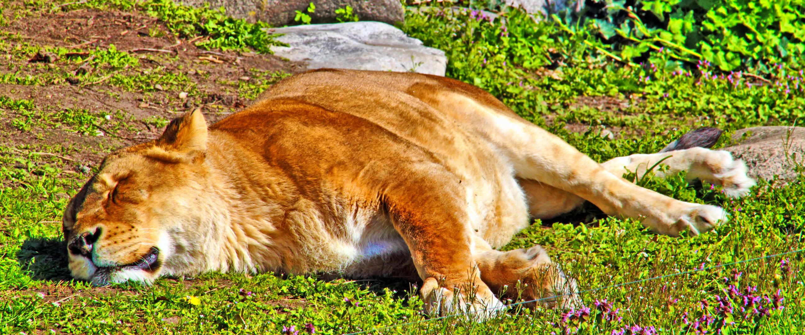 Der Löwe im Sommer