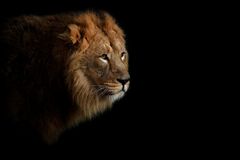 Der Löwe - Lion - Leone - León ...