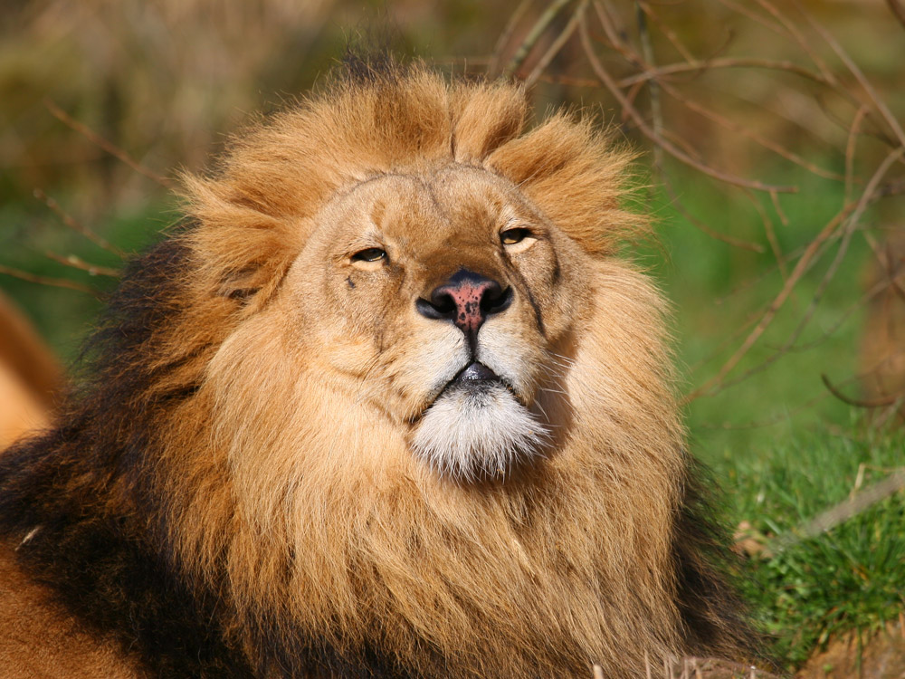 Der Löwe (Panthera leo)