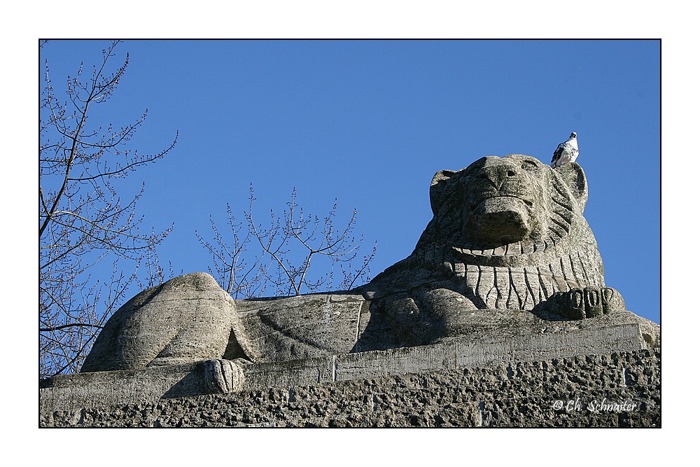 Der Löwe und die Taube