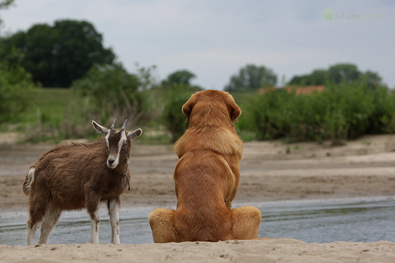 Der Löwe und die Ziege :-)