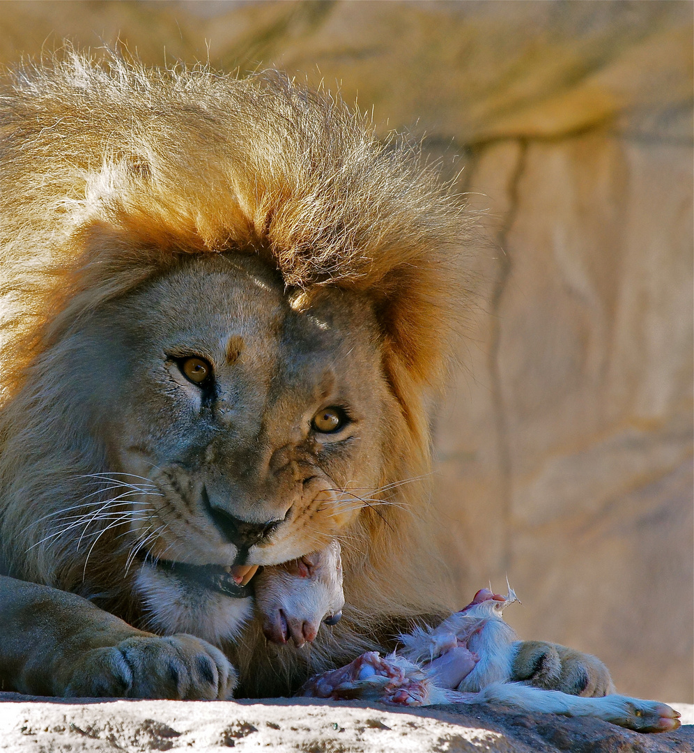 Der Löwe und seine Löwenmahlzeit
