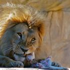 Der Löwe und seine Löwenmahlzeit