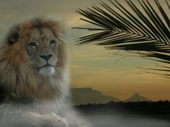 Der Löwe vom Tafelberg