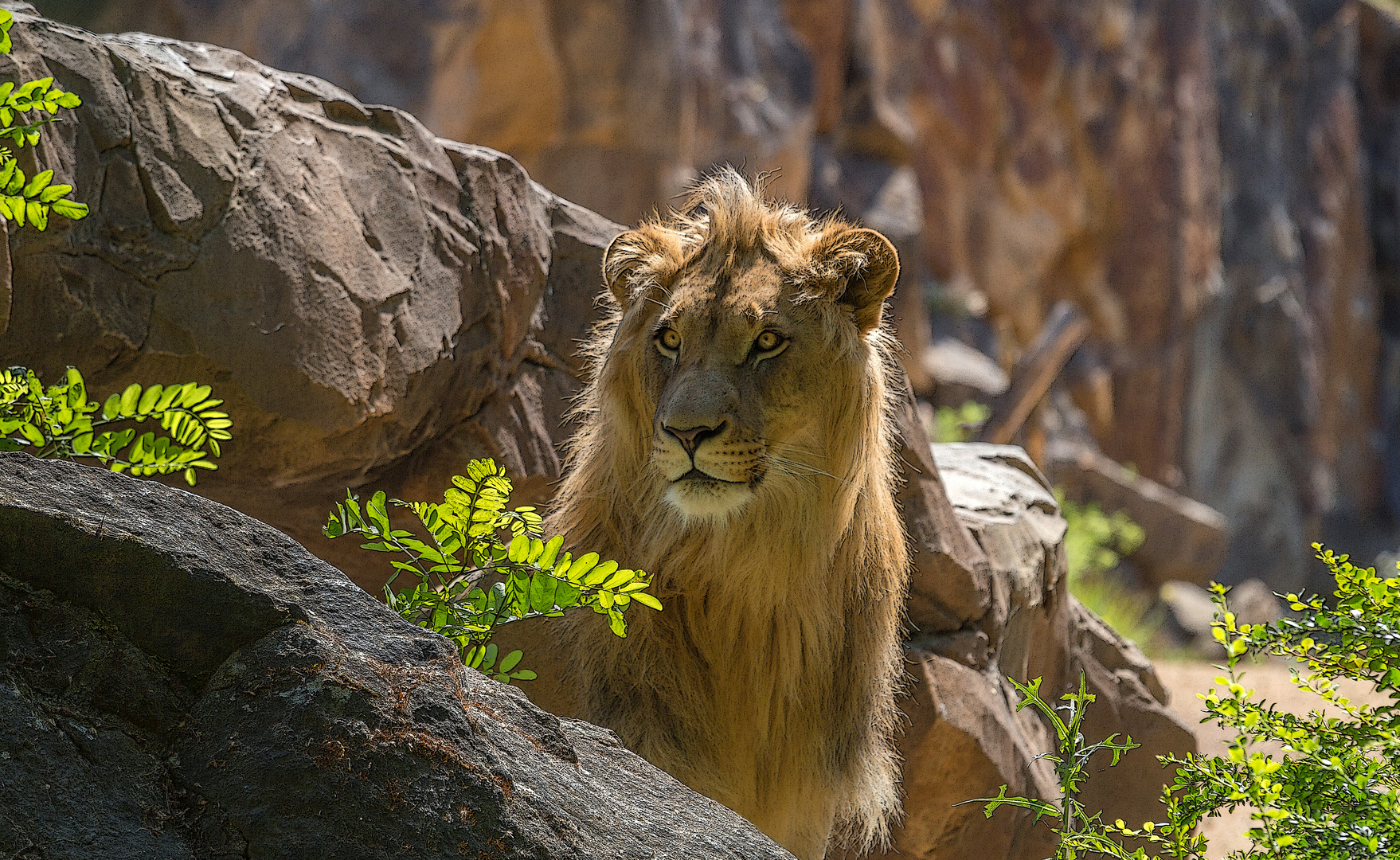 Der Löwe,Gesehen und Fotografiert im Berliner Zoo.