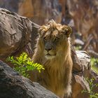 Der Löwe,Gesehen und Fotografiert im Berliner Zoo.