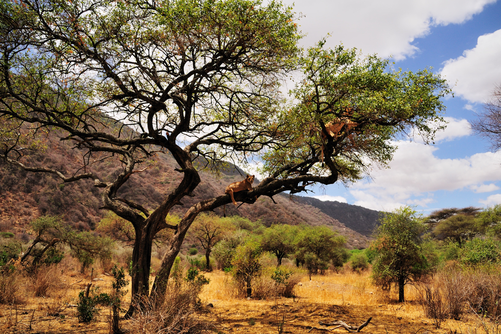 Der Loewenbaum / The Lion-tree