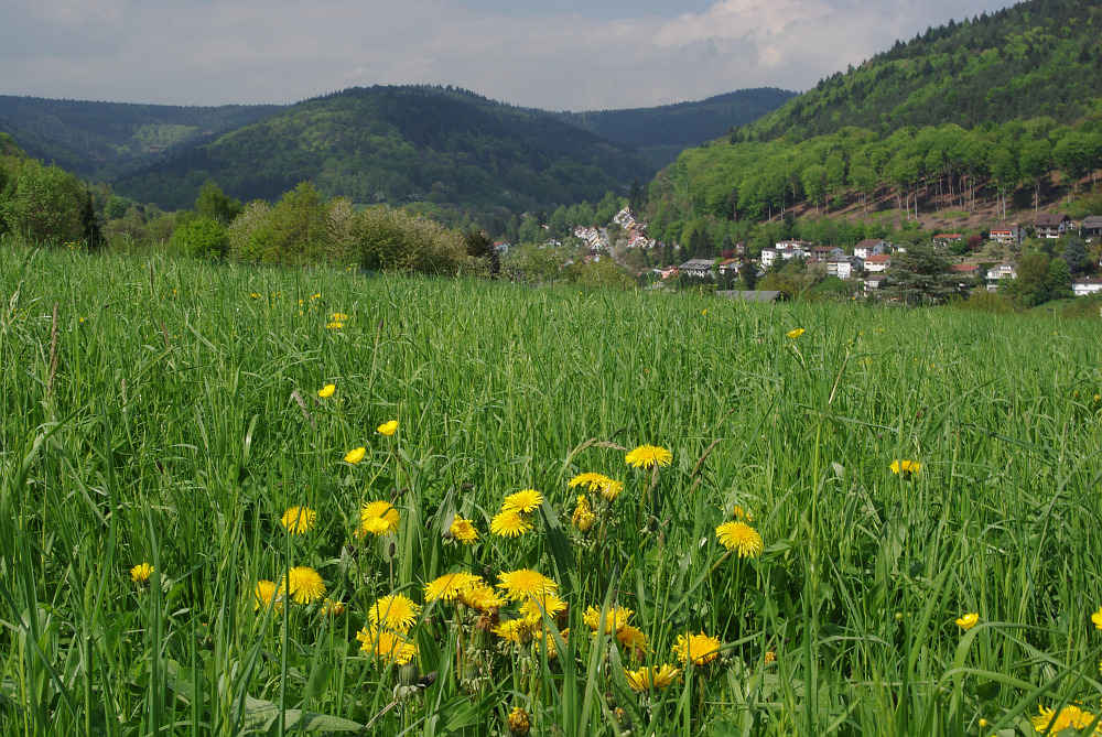 Der Löwenzahn